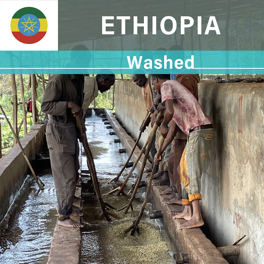 Ethiopia Chire Washed(23/24年クロップ) | ORIGIN COUNTRIES